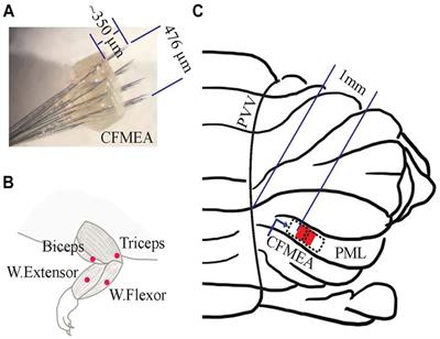 Sensorimotor content of multi-unit activity recorded in the paramedian lobule of the cerebellum using carbon fiber microelectrode arrays